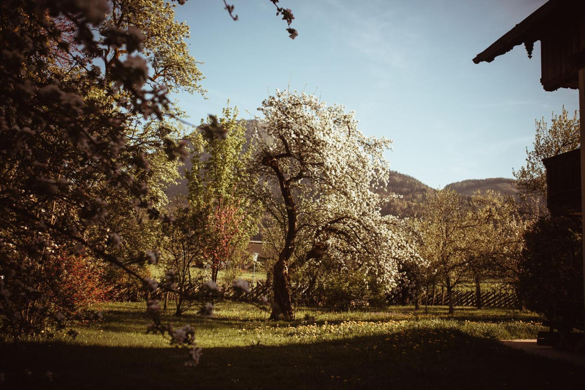 Primushaeusl Gaestehaus Strobl Quarto foto